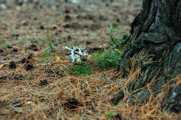 archer, walk, themed photo shoot, lifestyle, cosplay, game, bow, arrow, hobby, child