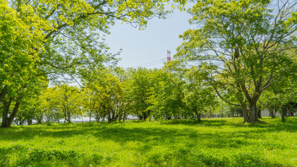 Fototapeta na wymiar Early summer green trees in the park