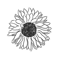 Doodle sunflower contour isolated on white background