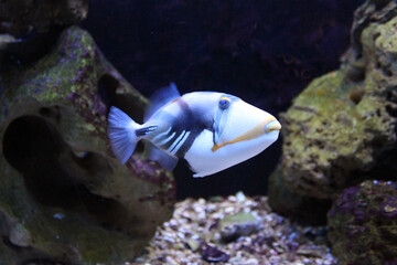 reef triggerfish