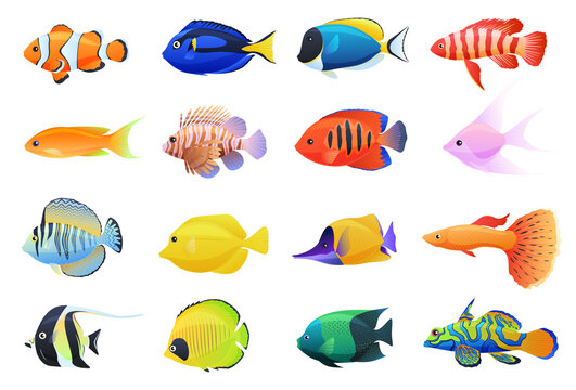 Collection of colored tropical fish on a white background. Inhabitants of coral reefs, aquarium fish.