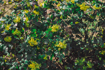 green leaves and yellow flowers background