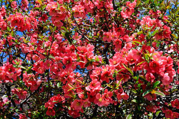 Close up delicate red flowers of Chaenomeles japonica shrub, commonly known as Japanese quince or...