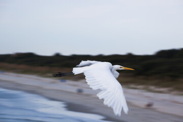 White Egret in flight