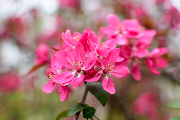 Fototapeta na wymiar Branch with many vivid decorative red crab apple flowers and blooms in a tree in full bloom in a garden in a sunny spring day, beautiful outdoor floral background photographed with soft focus.