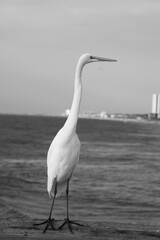 White Egret in Black and White