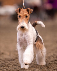 Wire haired Fox Terrier