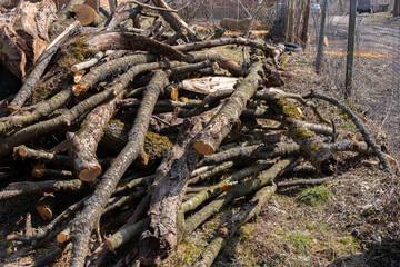 Preparing firewood for the winter, cherry logs piled in a heap in the yard