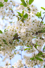 Flowering cherry against a blue sky. Cherry blossoms. Spring background.