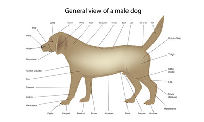 General view of male dog, dog anatomy veterinary medicine vector illustration teaching materials