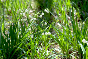 スノーフレーク