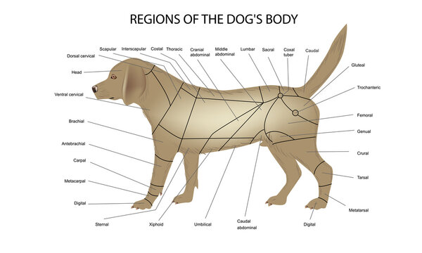 Dog body regions, dog anatomy veterinary medicine vector illustration teaching materials