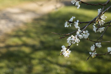 Close view of white cherry blossom branches in spring on a green blurred background. With selective focus and copy space.