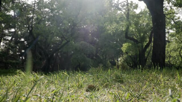 Tilt movement of a beautiful light in the middle of the frame in the relaxing Quinta de Molina park in Madrid