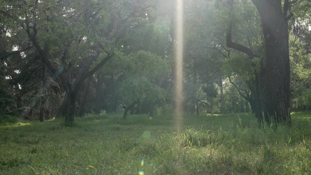Sunlight ray in Quinta de Molinos park with people walking around