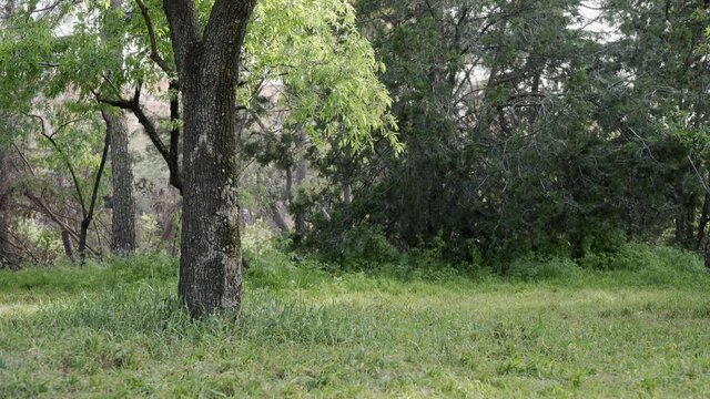 Trees, grass and people walking at the background in Quinta de Molina park at west of Madrid