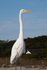 White Egret in the sunshine