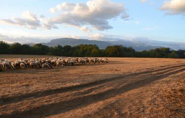 Flock of sheep in Campania in the hills of Eboli  where dairy and sheep products are very valuable.