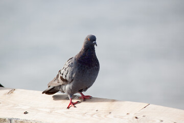 Pigeon perched on a wood rail