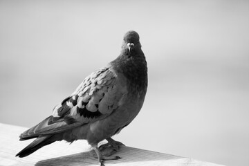 Pigeon perched outdoors in Black and White