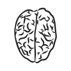 Brain of the person for medical design. Vector sketch.