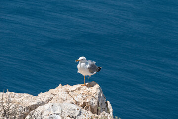 Una gaviota encima de una piedra sobre el mar