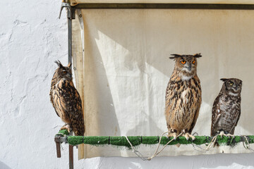 Tres búhos posados en un palo en una exposición de aves de cetrería