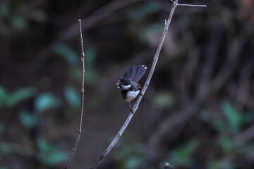 Pied Fantail bird on tree branch.
