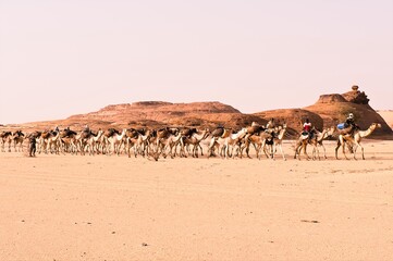 Kleine Salzkarawane in der Sahara - Noch immer wird in der Sahara das Salz nach traditioneller Art von Kamelen und Dromedaren transportiert