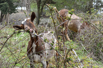 Cabra marrón comiendo ramas en la Sierra de Cazorla, Jaén