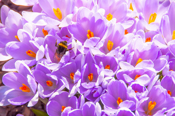 Purple saffron crocuses bloom in the garden, insect pollinates bumblebee.