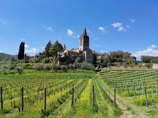 vineyard in Liguria, San Salvatore di Cogorno, Italy