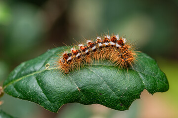 Gypsy moth caterpillar , lymantria dispar