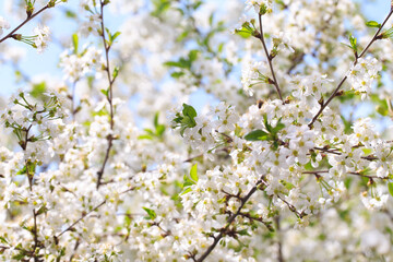 Flowering cherry against a blue sky. Cherry blossoms. Spring background.