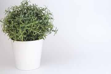green plant in white pot on a light background with space for text