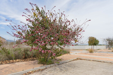 Bauhinia variegata. Fabaceae