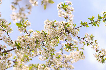 Flowering cherry against a blue sky. Cherry blossoms. Spring background.
