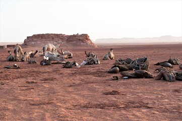 Rast einer Salzkarawane in der Sahara, Tschad