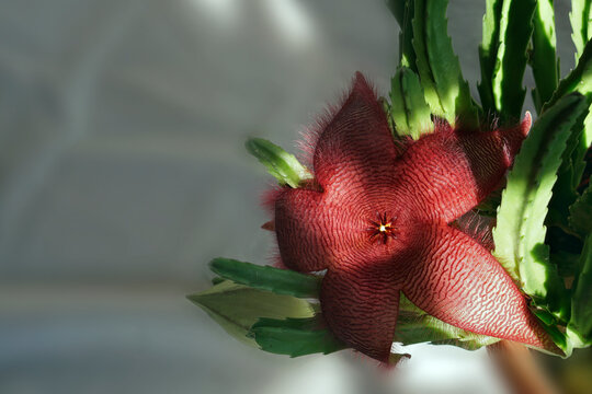Star flower and green leaves of  succulent plants Stapelia gettleffii