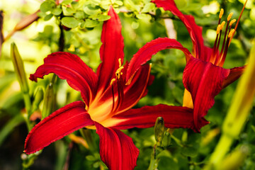 Beautiful red lilium flower with blurred background at the flower garden.