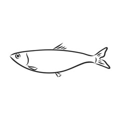 Pilchard. Ink sketch of sardine. Small herring. Hand drawn vector illustration of fish isolated on white background.