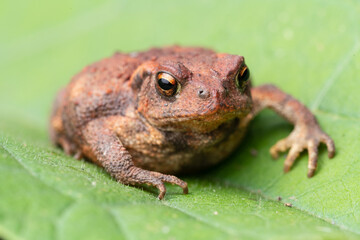 common toad (bufo spinosus) red toad.