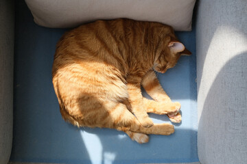 top down view of brown tabby cat sleeping on sofa under sunshine