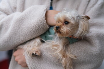 close up Yorkshire Terrier dog in people's arm