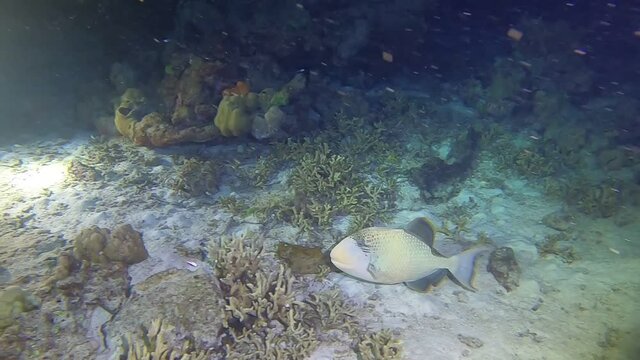 A very calm Trigger fish looking for a cover to rest at night