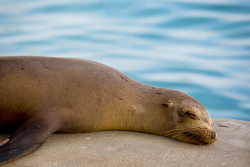 Naklejka premium Sea lion sleeping in the pier