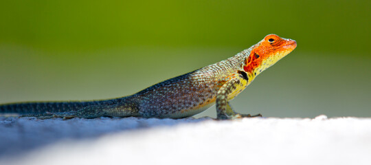 Gecko over a rock in Galapagos Islands