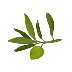 Isolated bitmap of a branch with an olive tree. Color image with pencil texture. A natural illustration. Design of wallpaper, fabrics, textiles, packaging, gift paper, weddings.
