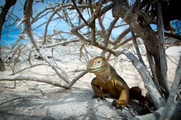 Iguana over a rock in Galapagos Islands