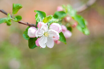 apple blossom